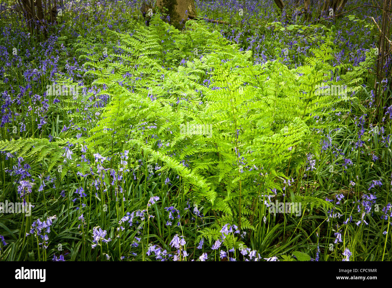 Springtime Bluebell Wood Stock Photo