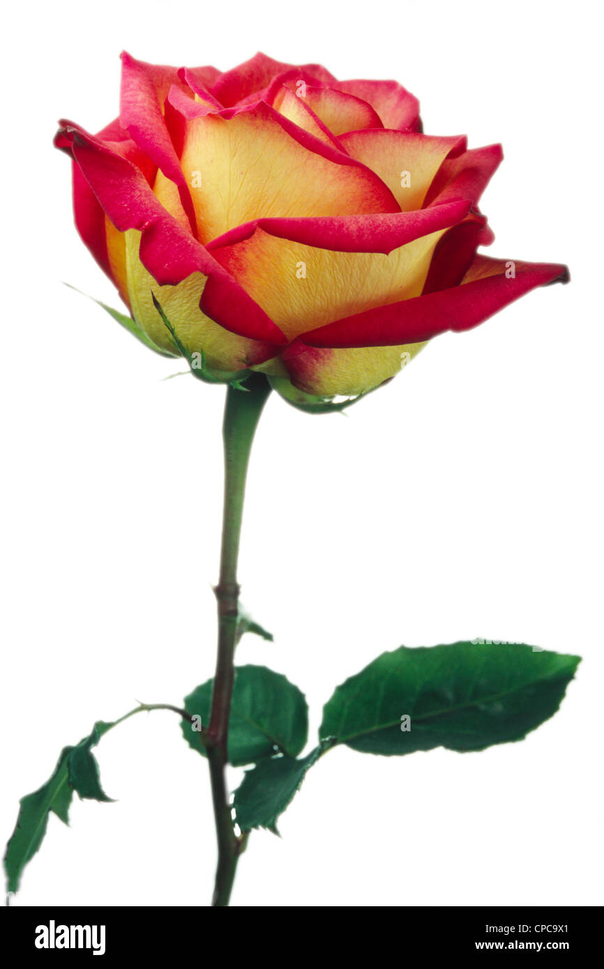 Rose Flower Isolated White Background Stock Photo - Alamy