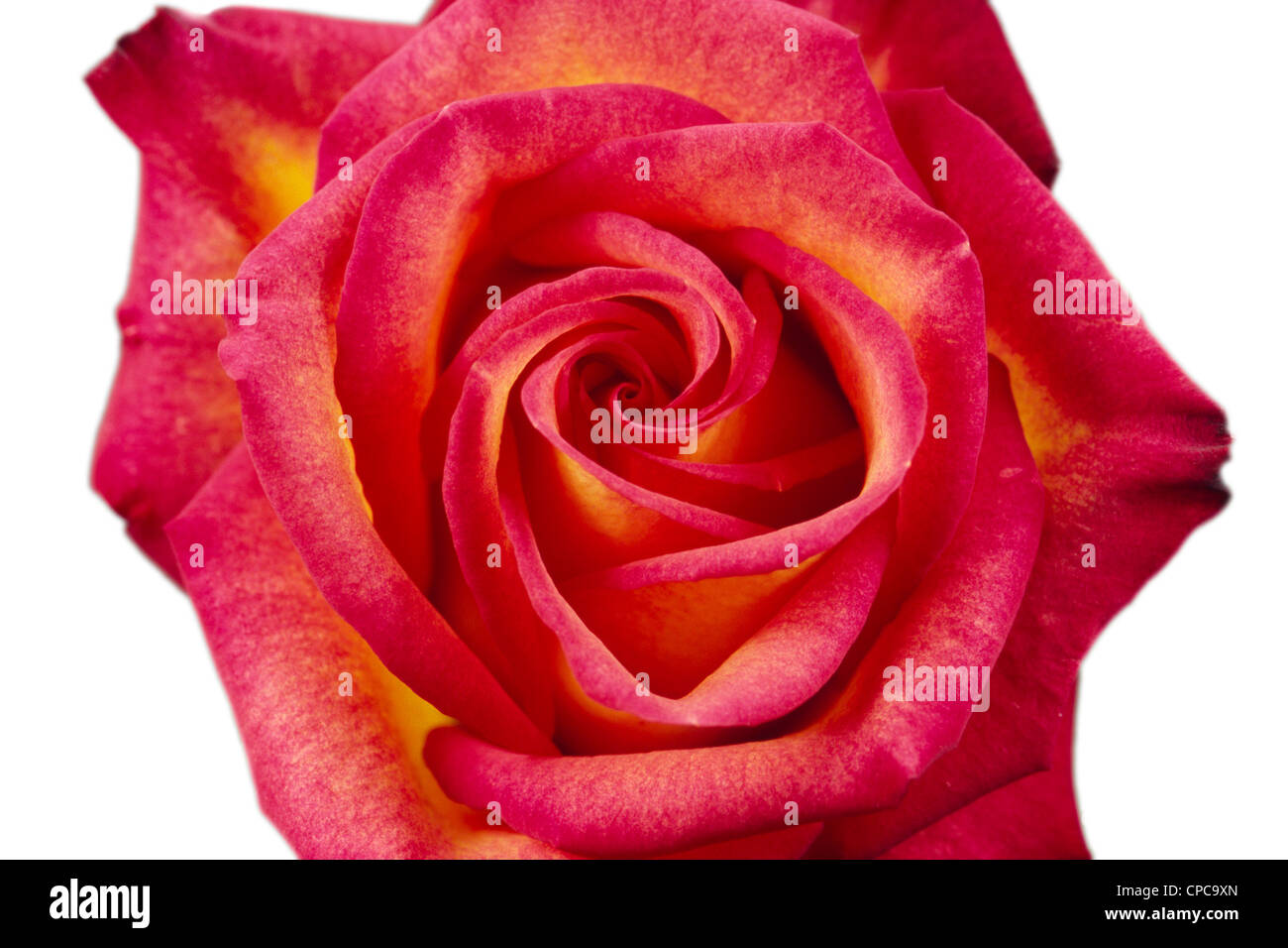 Rose Flower Isolated White Background Stock Photo - Alamy