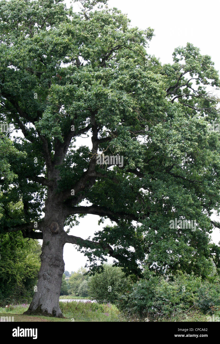 Large oak tree in hi-res stock photography and images - Alamy