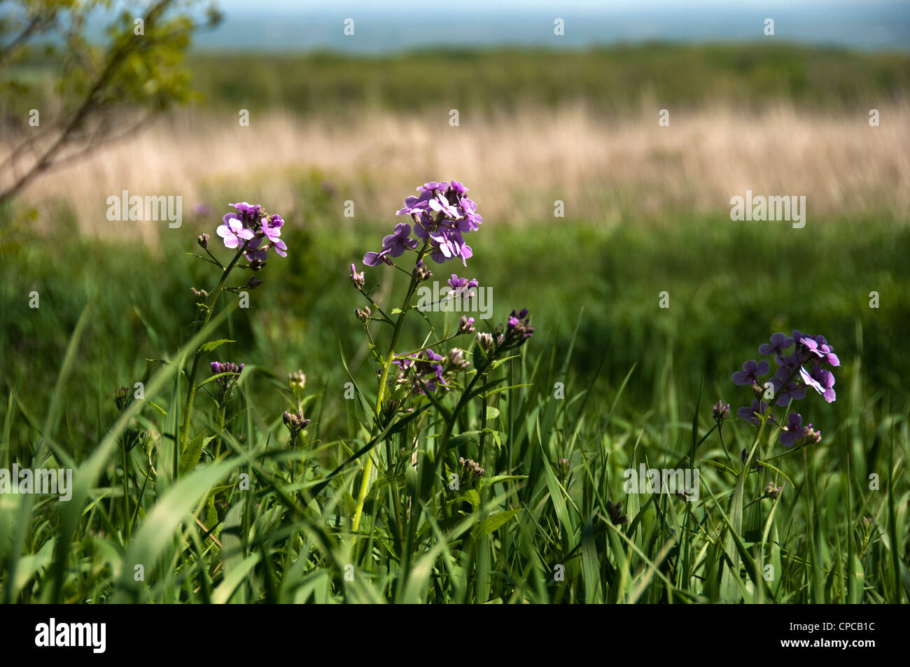 Blue purple wild flowers Stock Photo - Alamy