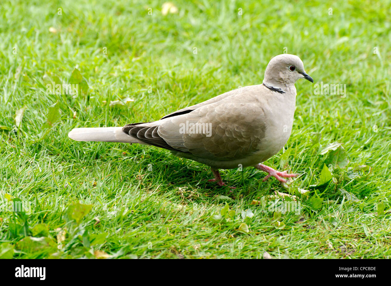 A Collared Dove Stock Photo Alamy