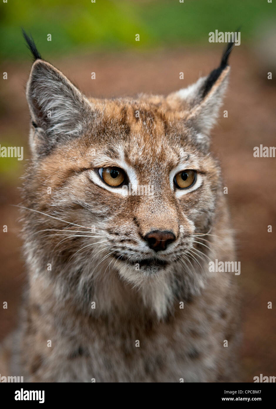 Male lynx Stock Photo