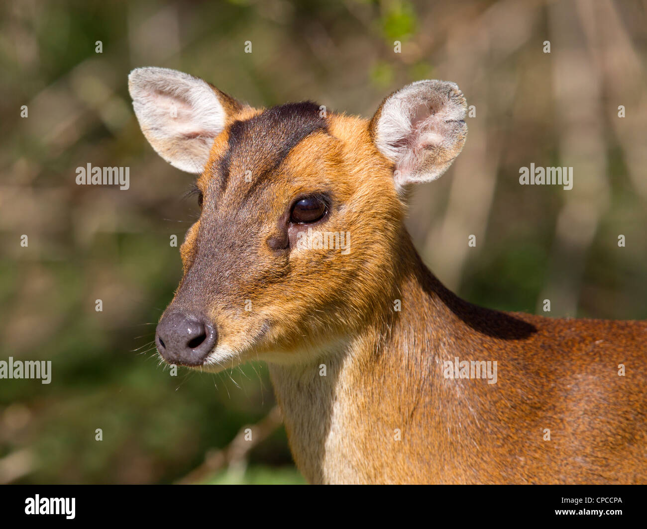reeve-s-muntjac-deer-close-up-stock-photo-alamy