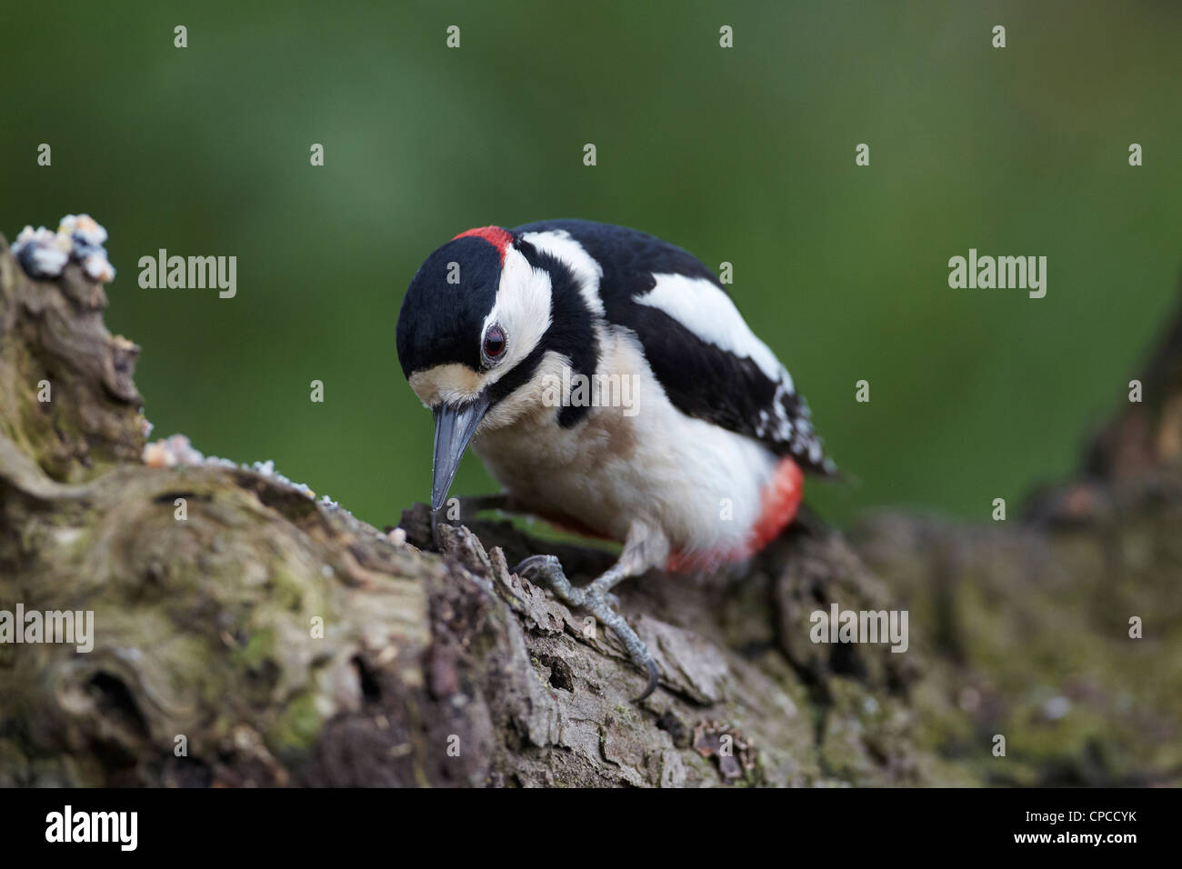 Great Spotted Woodpecker, Dendrocopos major, on an old branch, UK Stock
