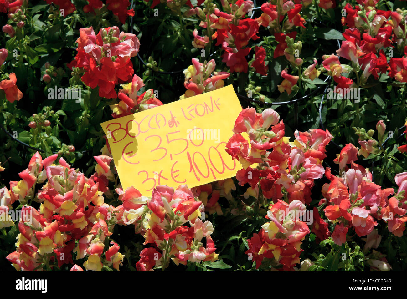 Flowers Snapdragons Stock Photo