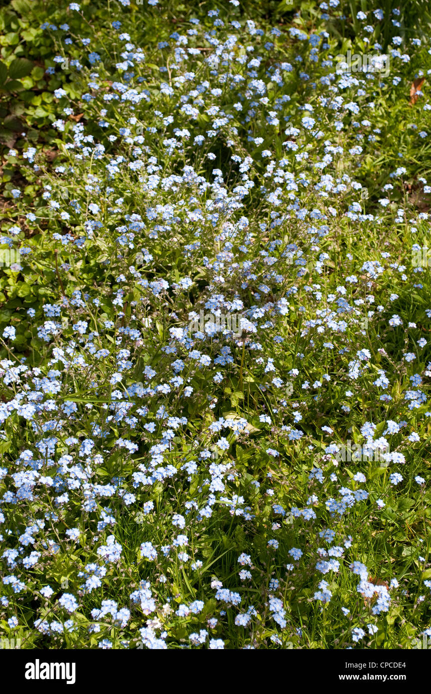 Forget me not flowers, Myosotis Stock Photo