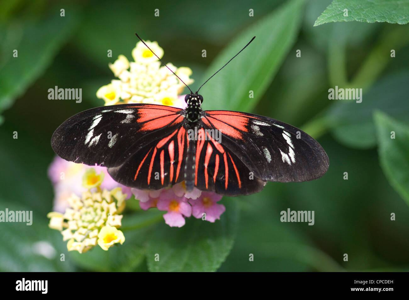 Postman Butterfly  Heliconius melpomene feeding on a flower Stock Photo