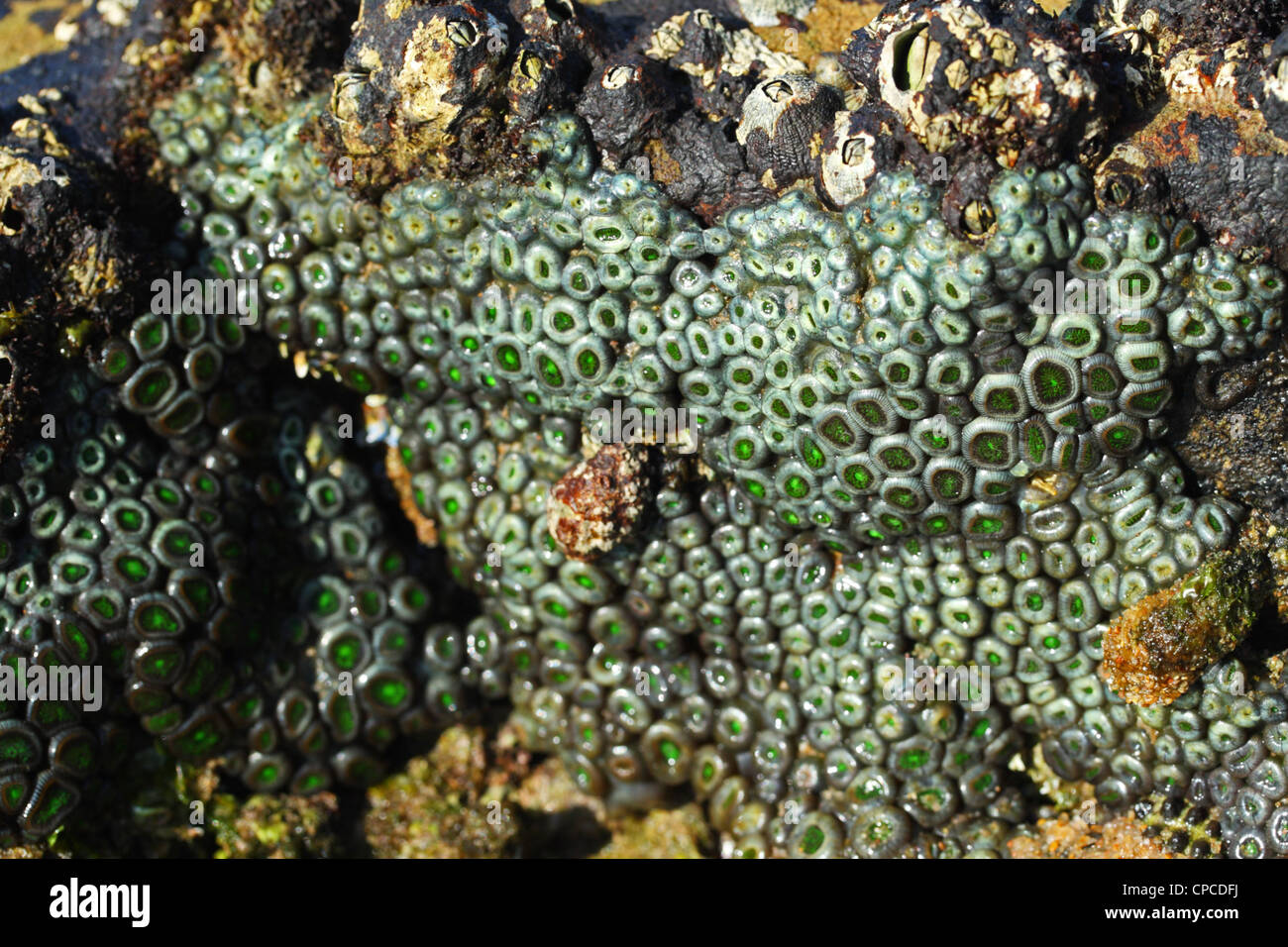 Green Zoanthids (Zoanthus natalensis), Sheffield Beach, Kwazulu Natal, South Africa Stock Photo