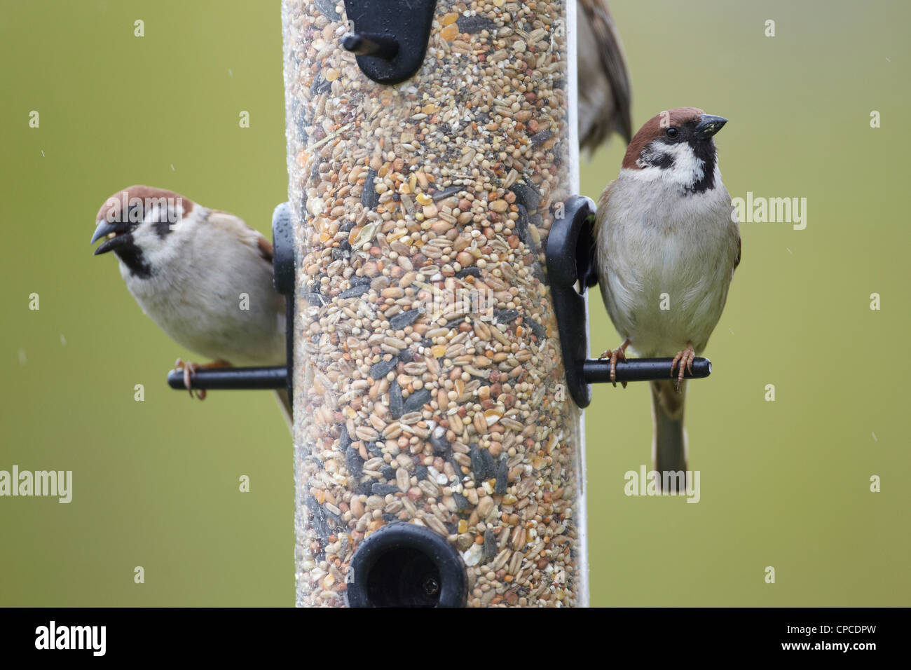 Eurasian Tree Sparrow, Passer montanus, on bird feeder East Yorkshire, UK Stock Photo