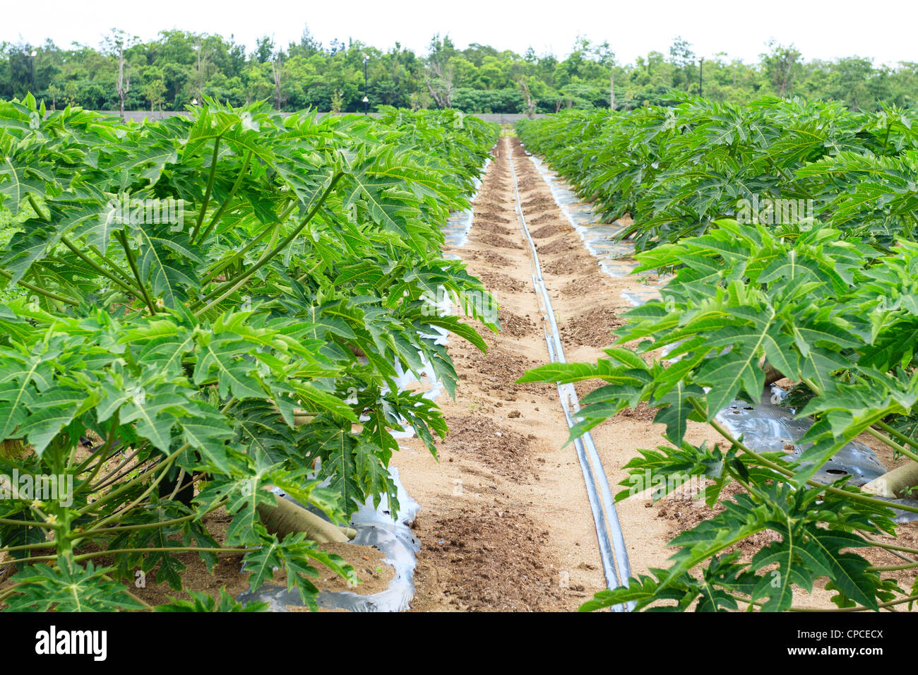 Papaya field hires stock photography and images Alamy