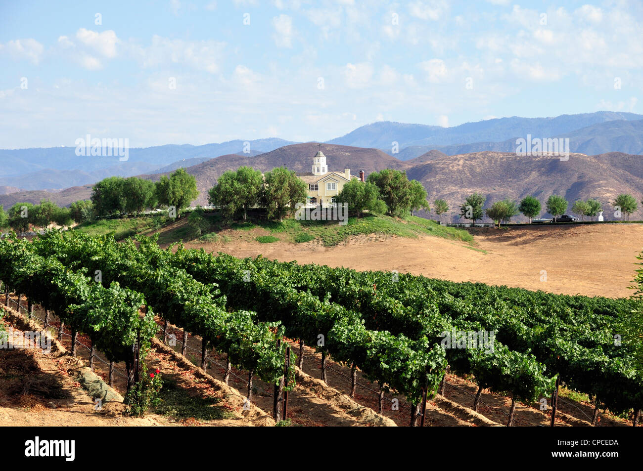 Cabernet Sauvignon vines stretch into the distance in Temecula, California Stock Photo