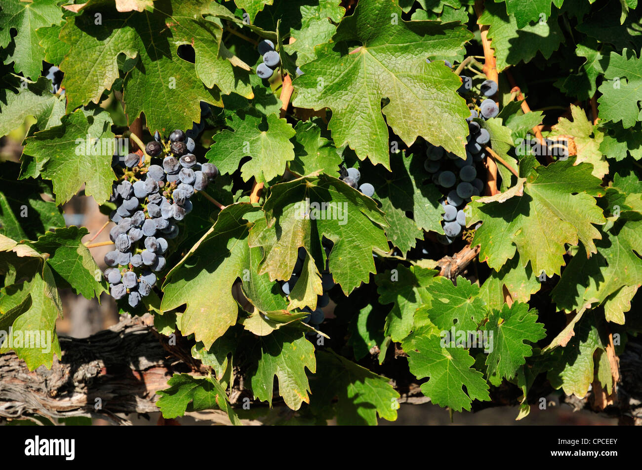 Cabernet Sauvignon grapes at the Leoness vineyard, Temecula, California Stock Photo