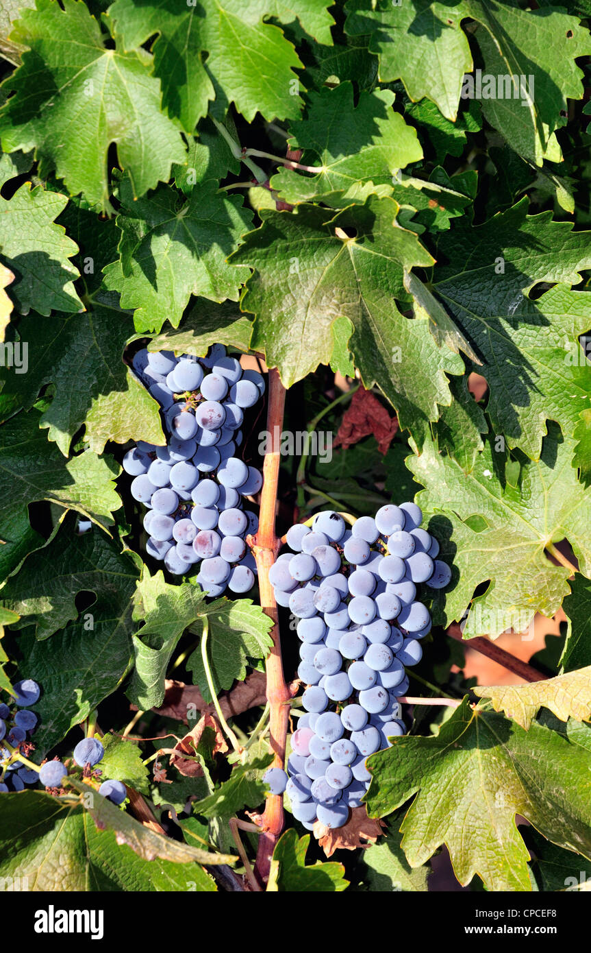 Cabernet sauvignon grapes at the Leoness vineyard, Temecula, California Stock Photo