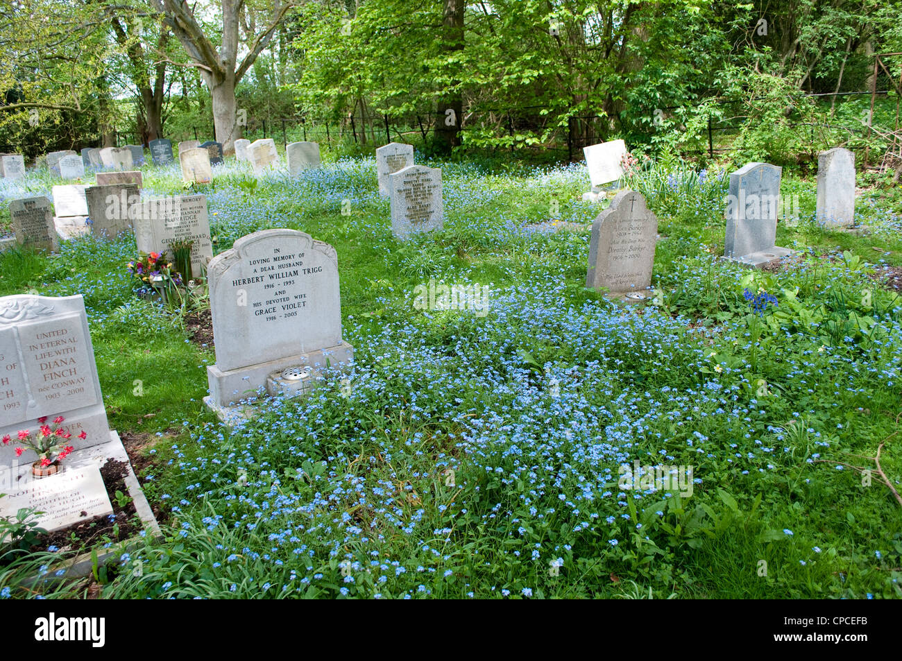 Church graveyard in bluebells, Hedgerley, Buckinghamshire, England, UK Stock Photo