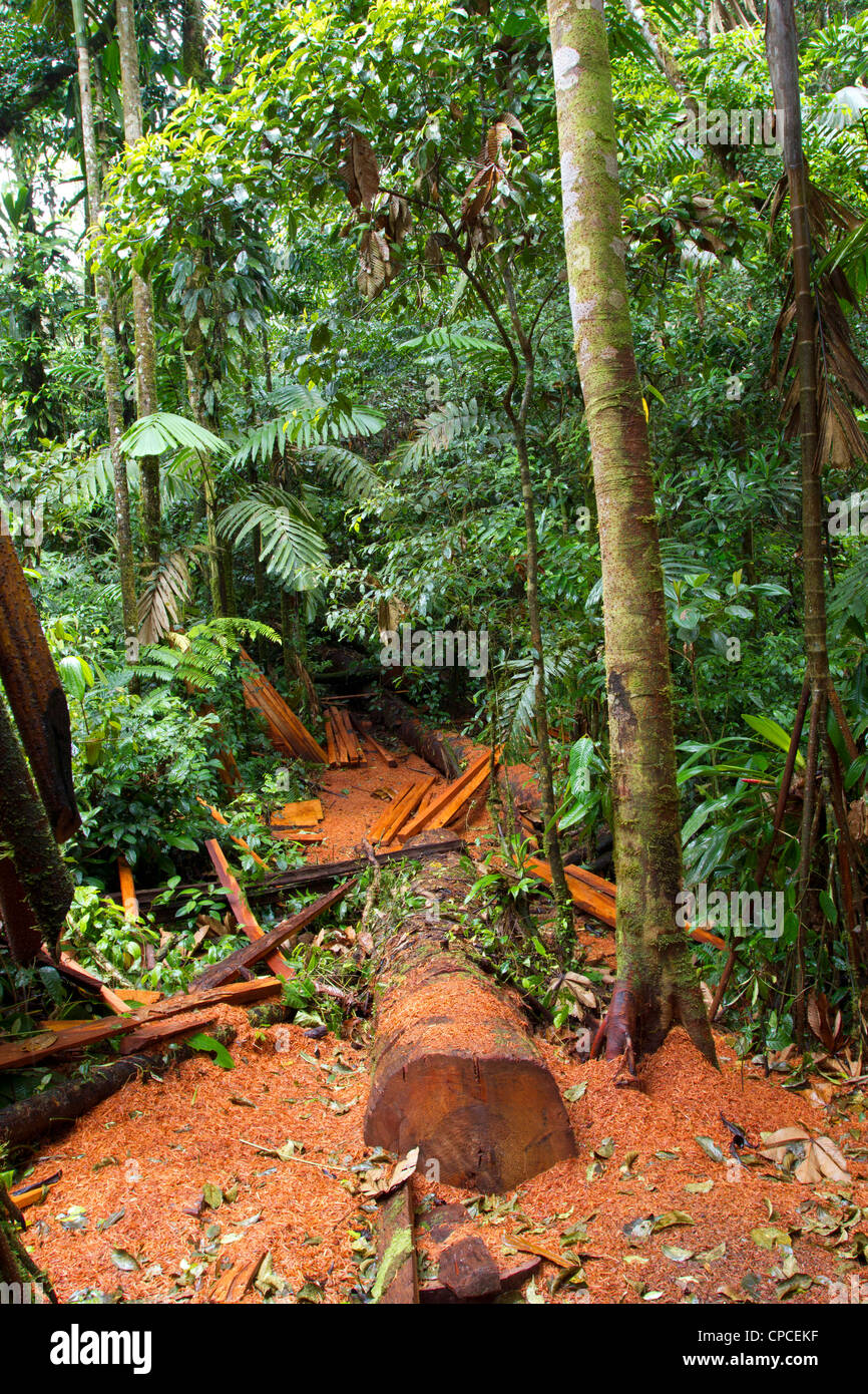 Cut log and sawdust left on the rainforest floor by timber traffickers Stock Photo
