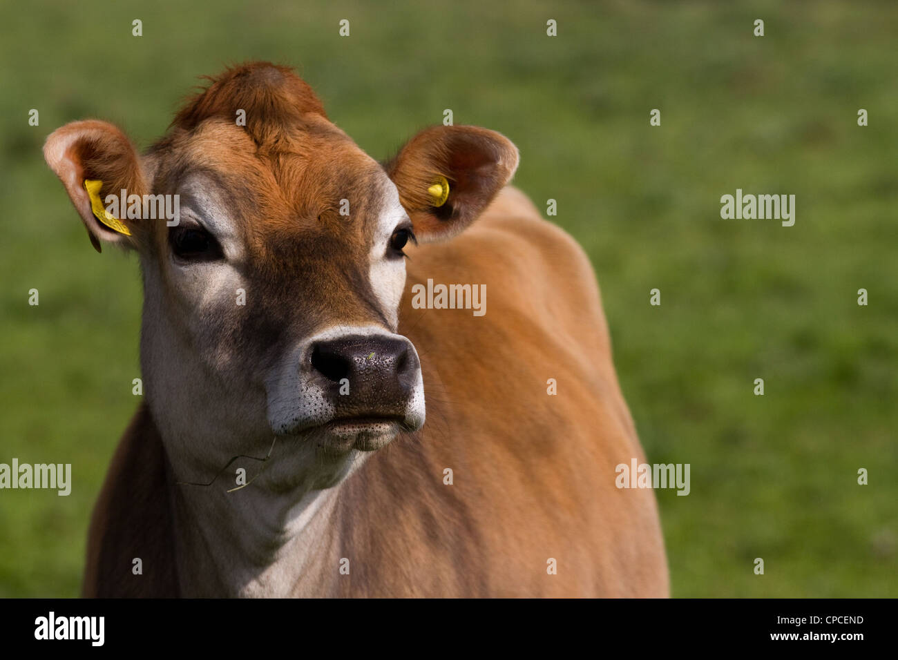 Jersey cow breeds hi-res stock photography and images - Alamy