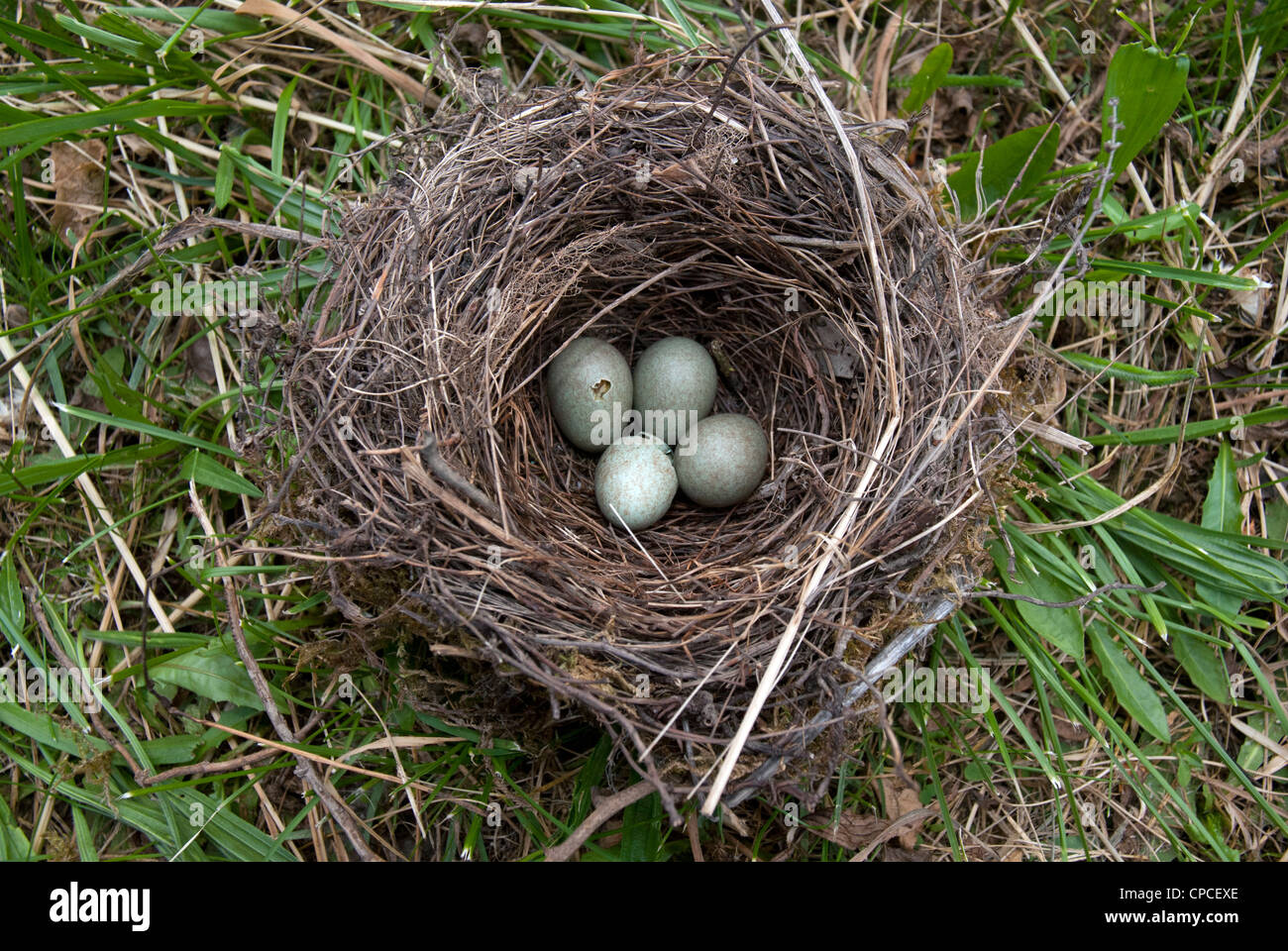 birds' eggs - blackbird - Turdus merula Stock Photo