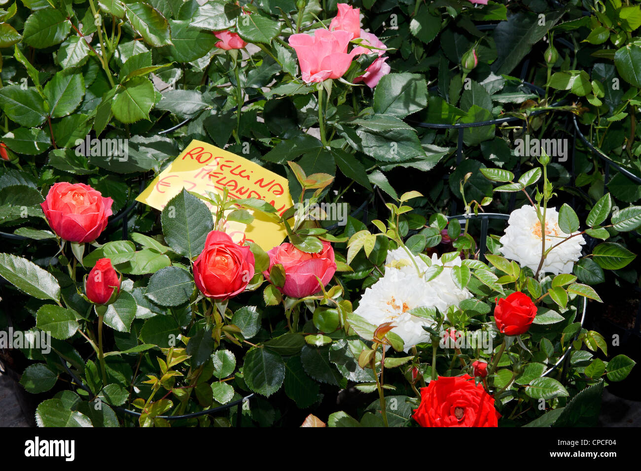 Little roses Stock Photo