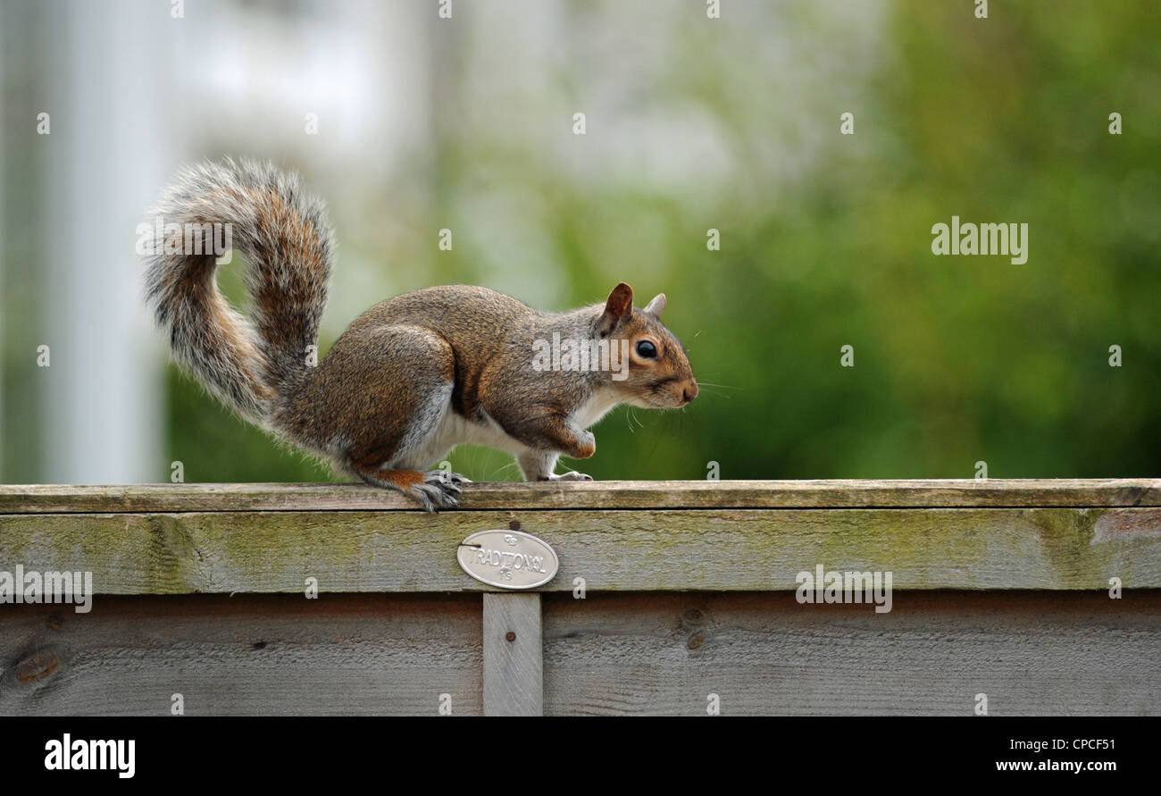 Grey squirrel Sciurus carolinensis sitting on garden fence cleaning its tail UK Stock Photo
