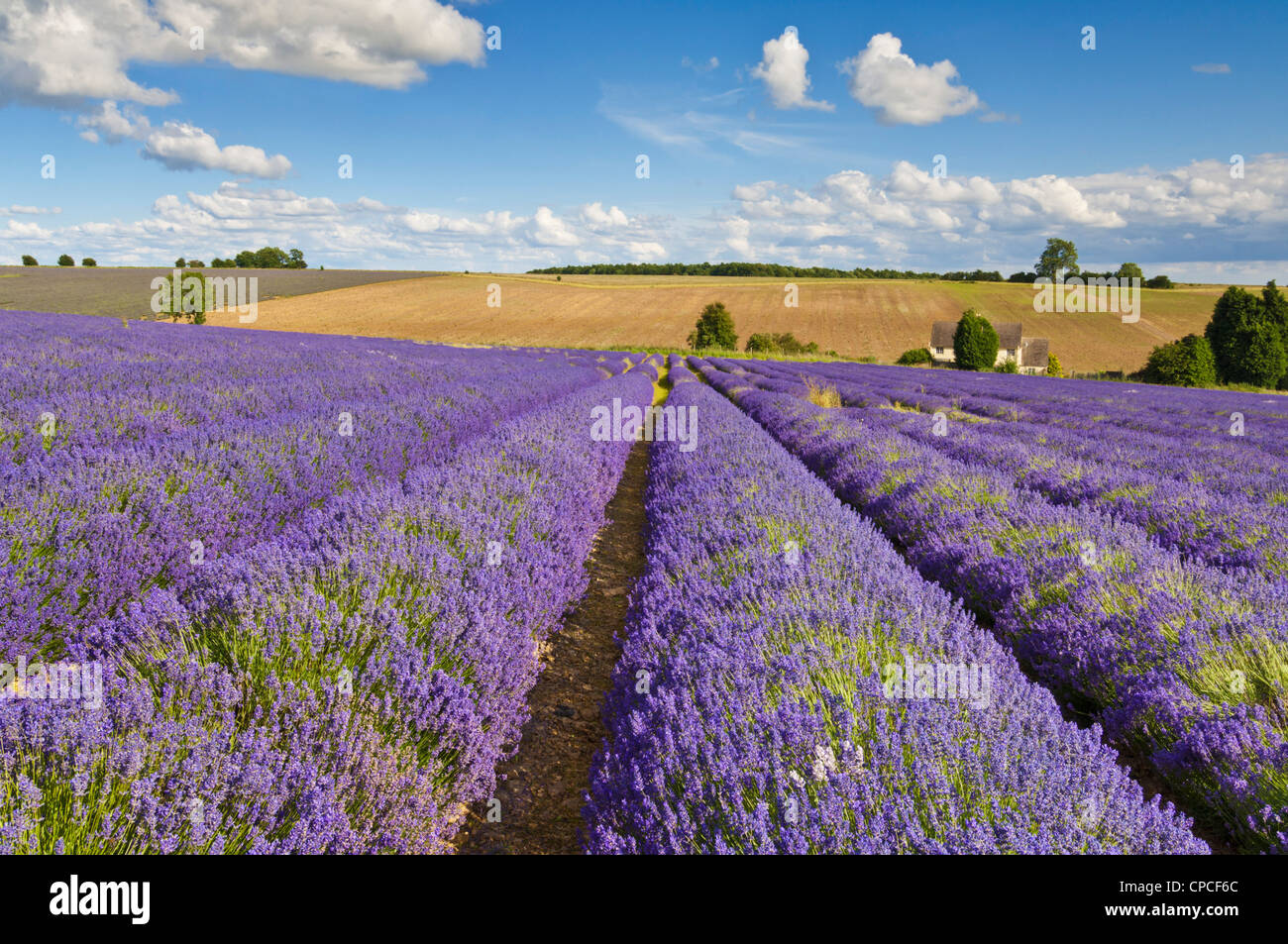 Rows of lavender plants in lavender fields at Snowshill Lavender Farm  Snowshill The Cotswolds England UK GB Europe Stock Photo
