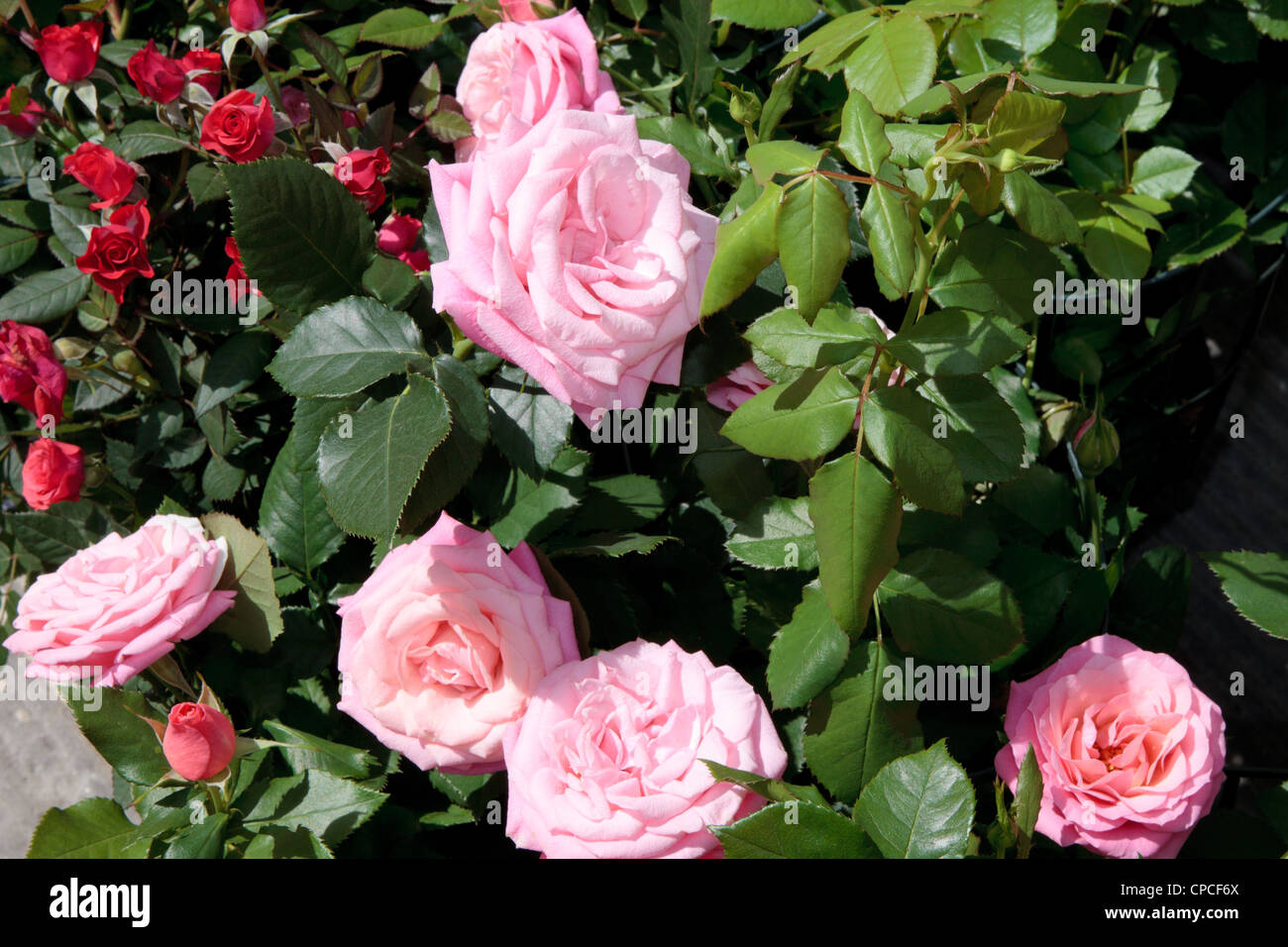 Scented Rose of May Stock Photo