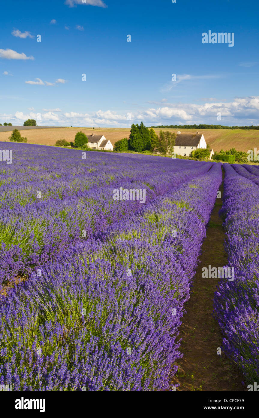 Rows of english lavender plants at snowshill lavender farm cotswolds
