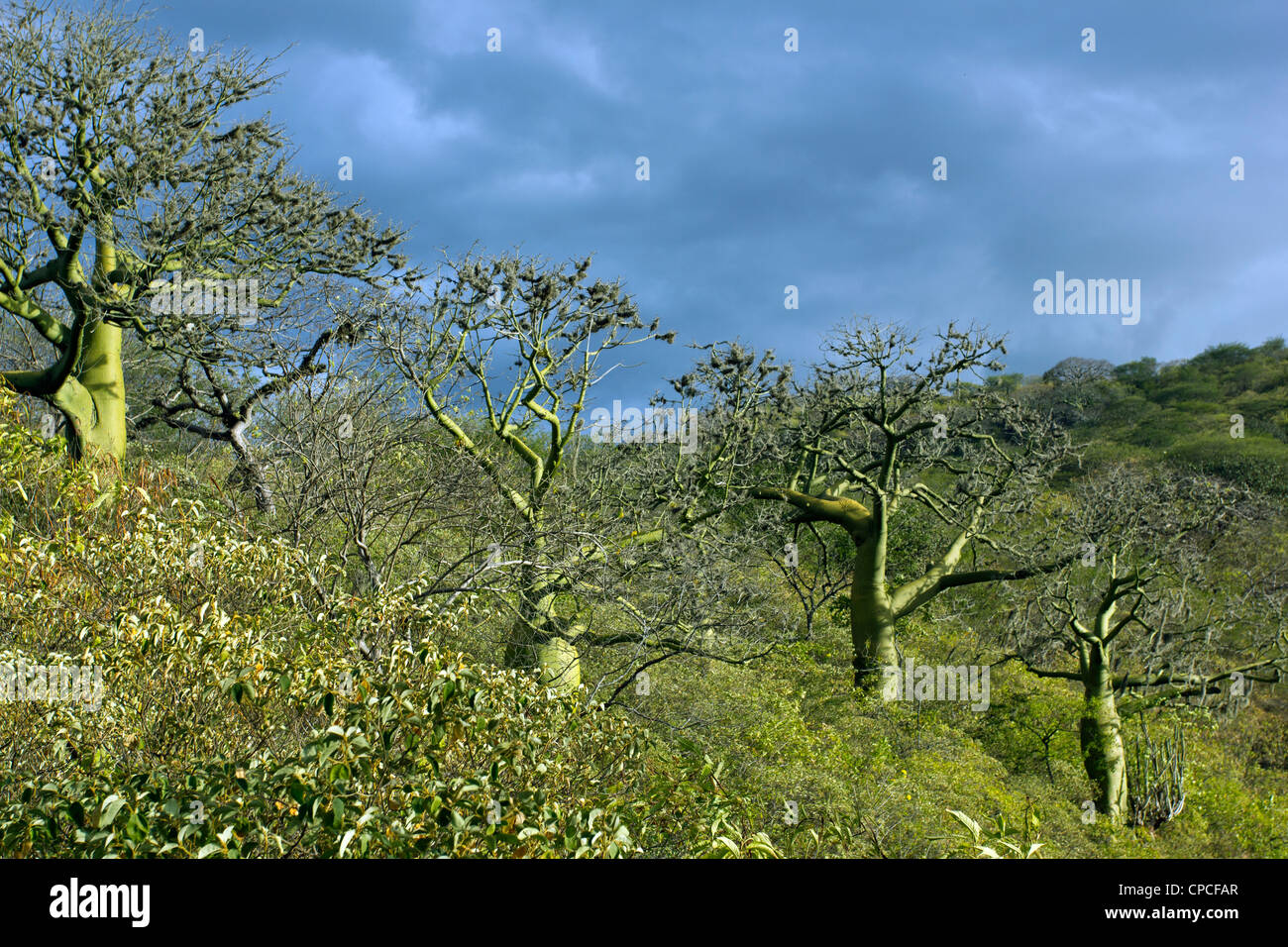 Ceibo trees (Ceiba  trichasandra) in tropical dry forest in southern Ecuador Stock Photo