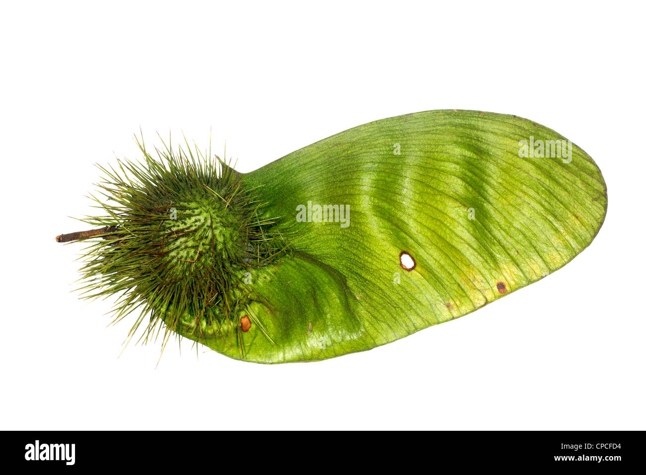 A giant winged seed of a tree from tropical dry forest in southern Ecuador Stock Photo