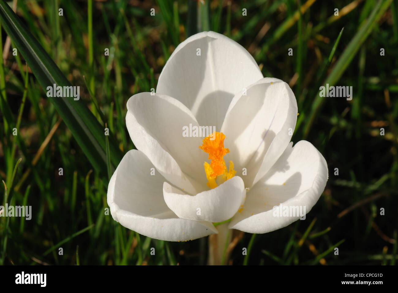 White flowered spring flowering crocus with orange style Stock Photo