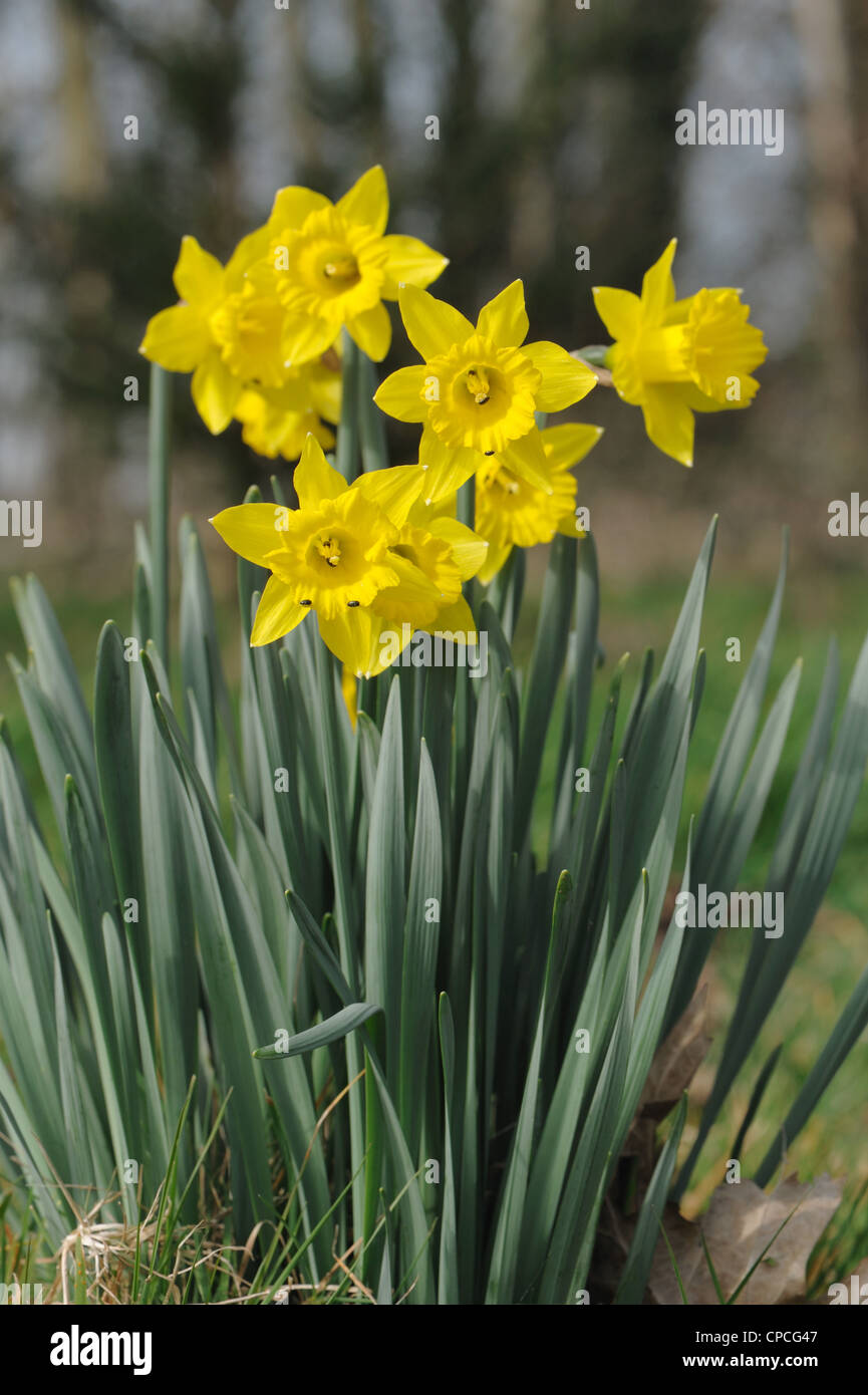 A wild species of daffodil (Narcissus obvallaris) flowers in grassland Stock Photo