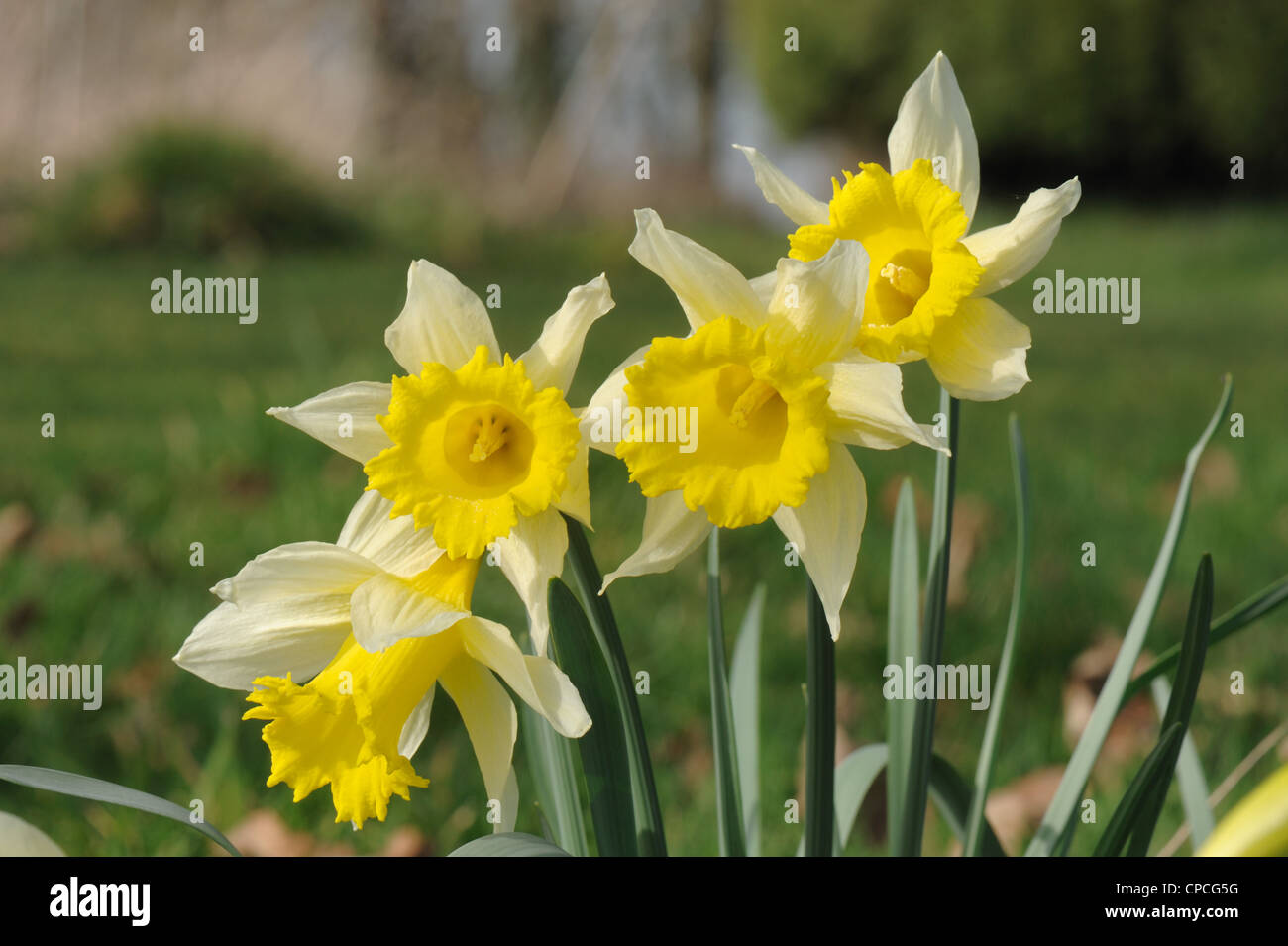 A wild daffodil or lent lily (Narcissus pseudonarcissus) flowers in grassland Stock Photo