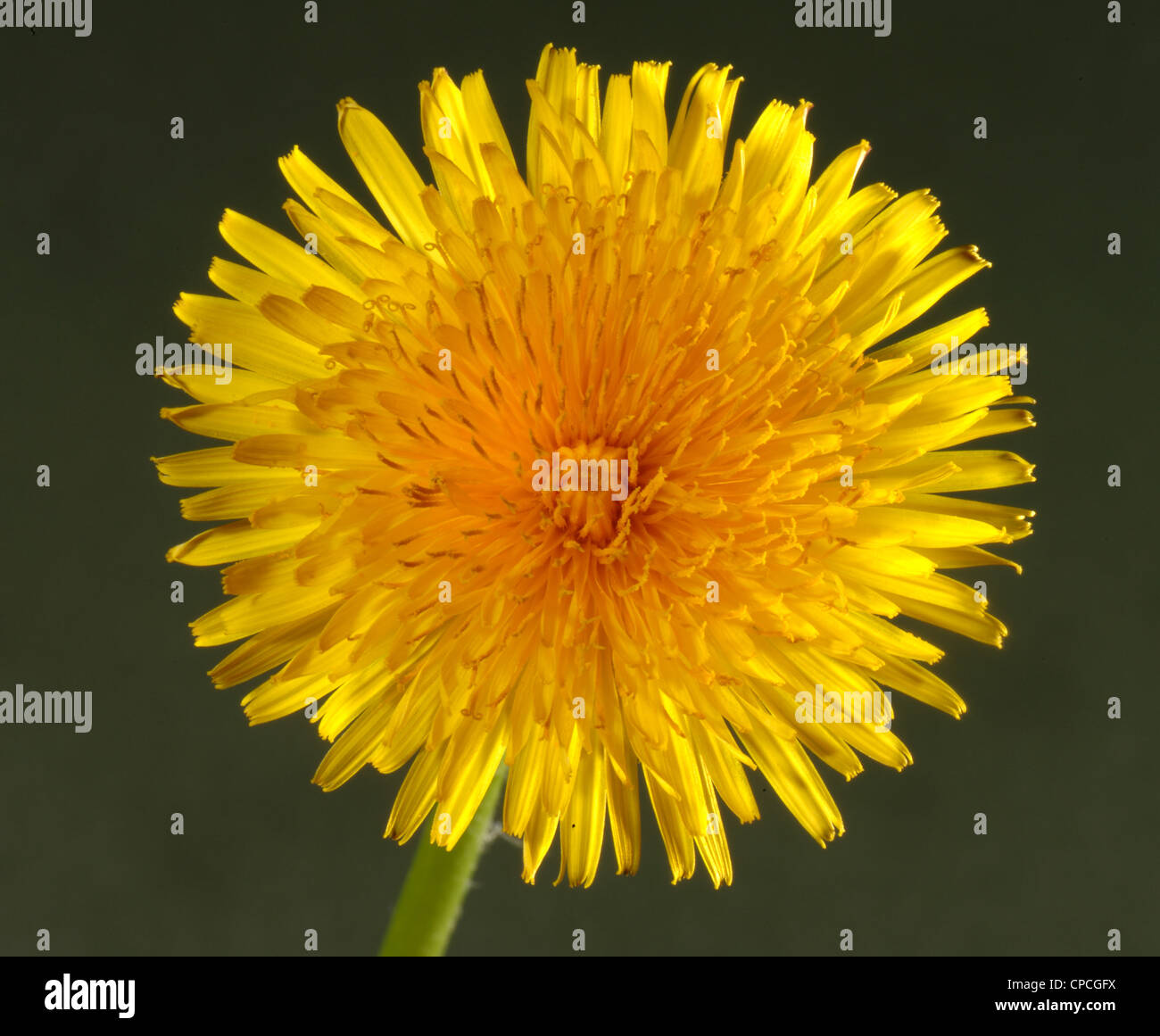 Dandelion (Taraxacum officinale) flower Stock Photo