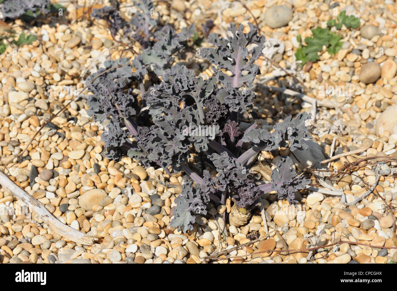Sea kale (Crambe maritima) young plant growing in shingle on Chesil ...