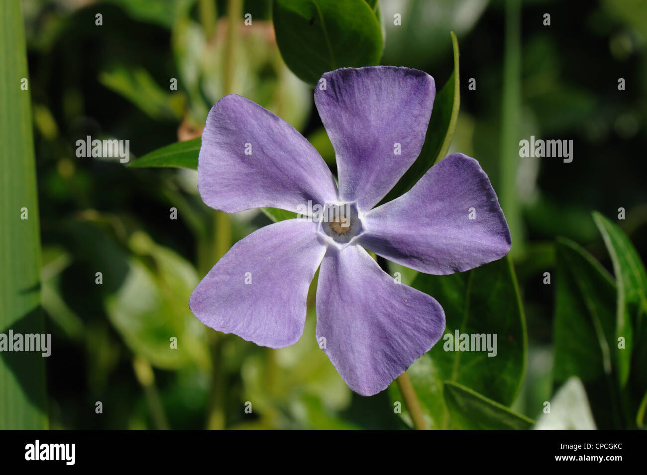 Greater periwinkle (Vinca major) blue flower in early spring Stock Photo