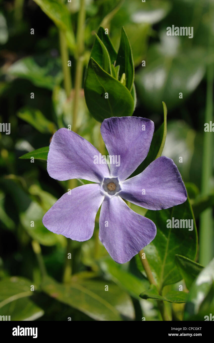 Greater periwinkle (Vinca major) blue flower in early spring Stock Photo