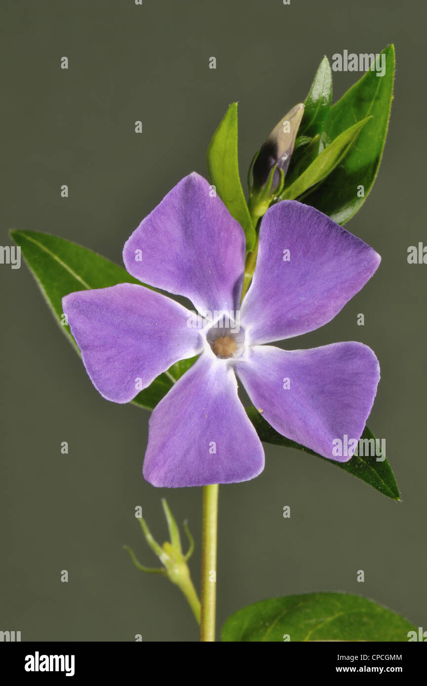 Greater periwinkle (Vinca major) blue flower in early spring Stock Photo