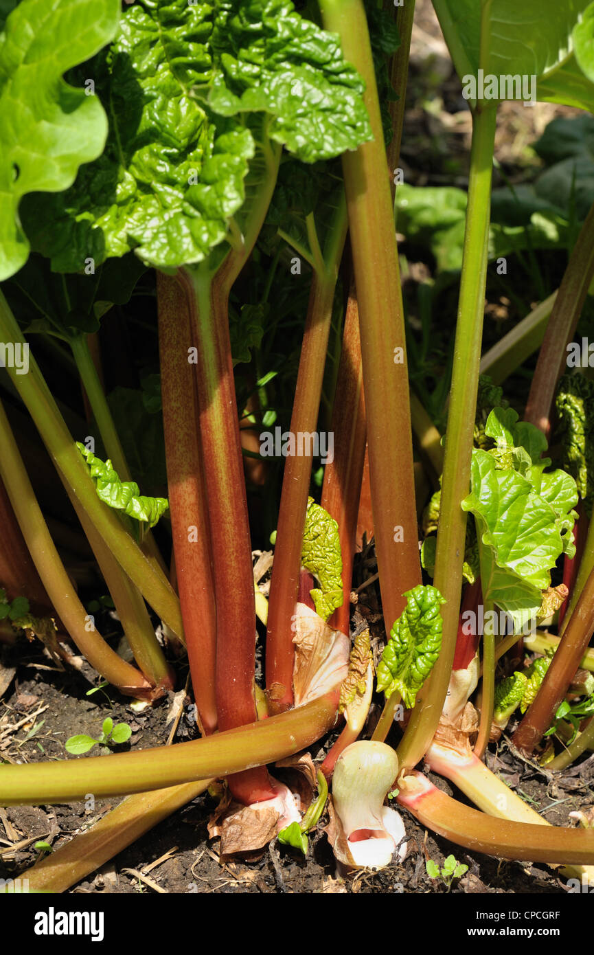 Mature rhubarb plant with red stems before harvest Stock Photo