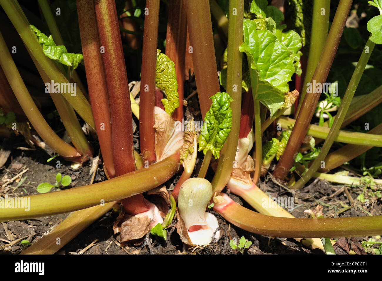 Edible Stems Hi res Stock Photography And Images Alamy Edible Stems Hi res Stock Photography And Images Alamy