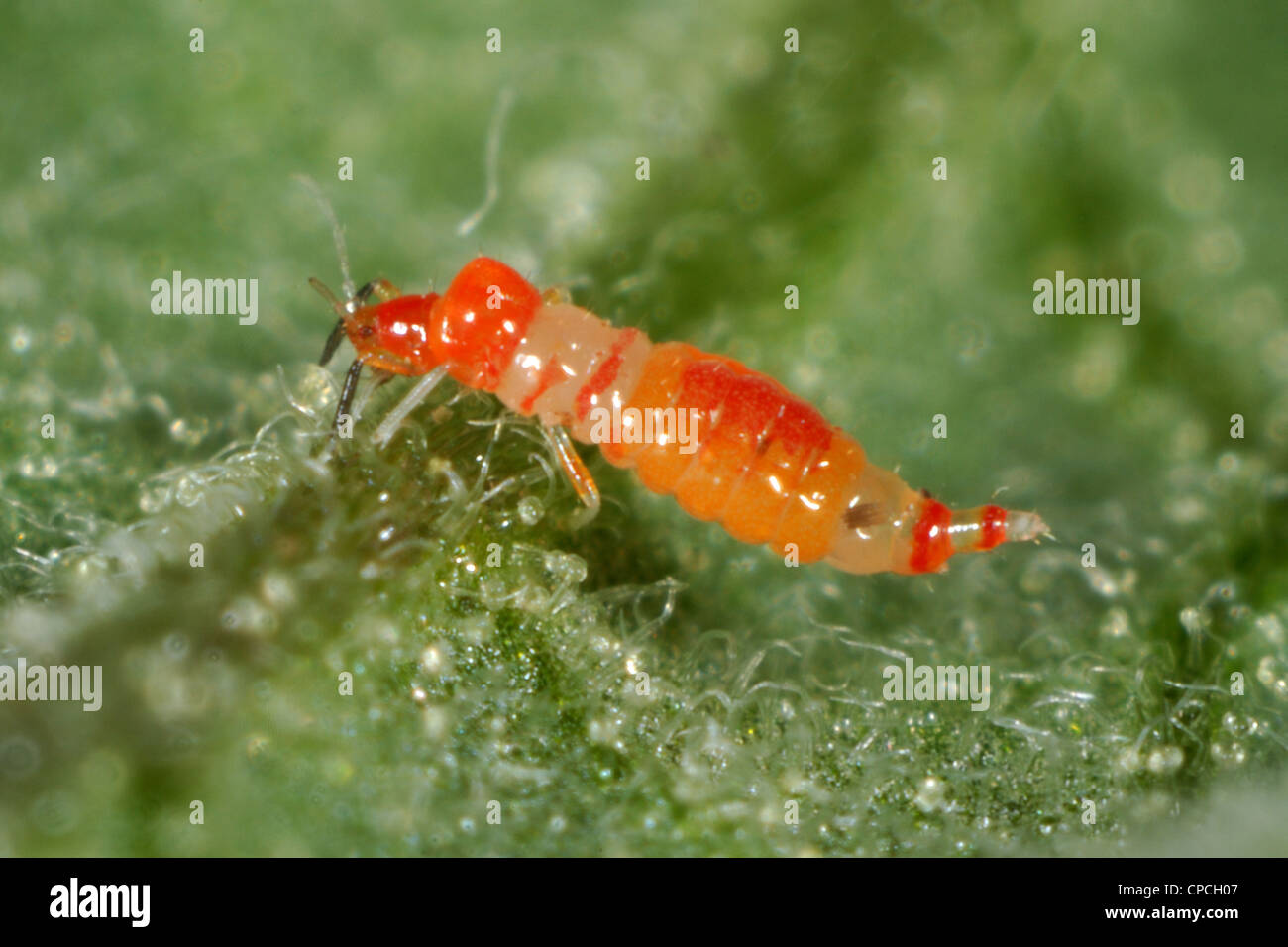 Predatory thrips (Franklinothrips vespiformis) larva Stock Photo