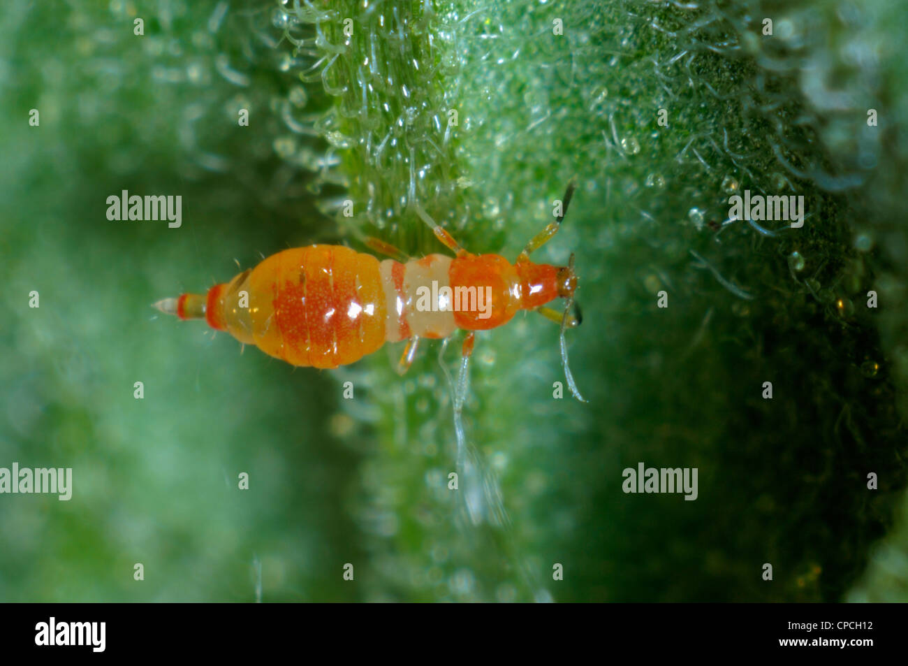 Predatory thrips (Franklinothrips vespiformis) larva Stock Photo