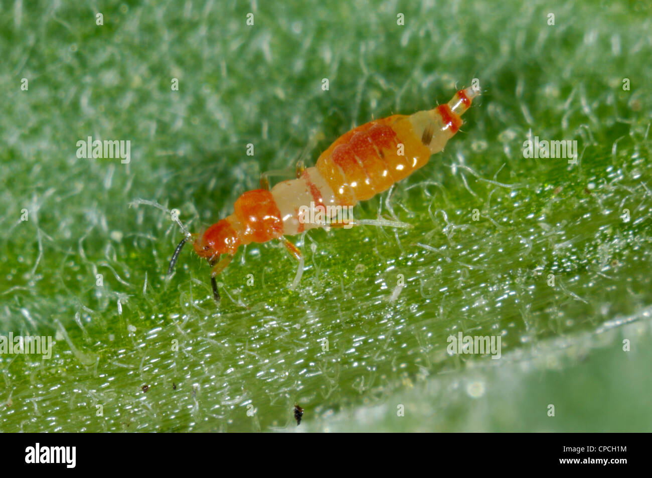 Predatory thrips (Franklinothrips vespiformis) larva Stock Photo