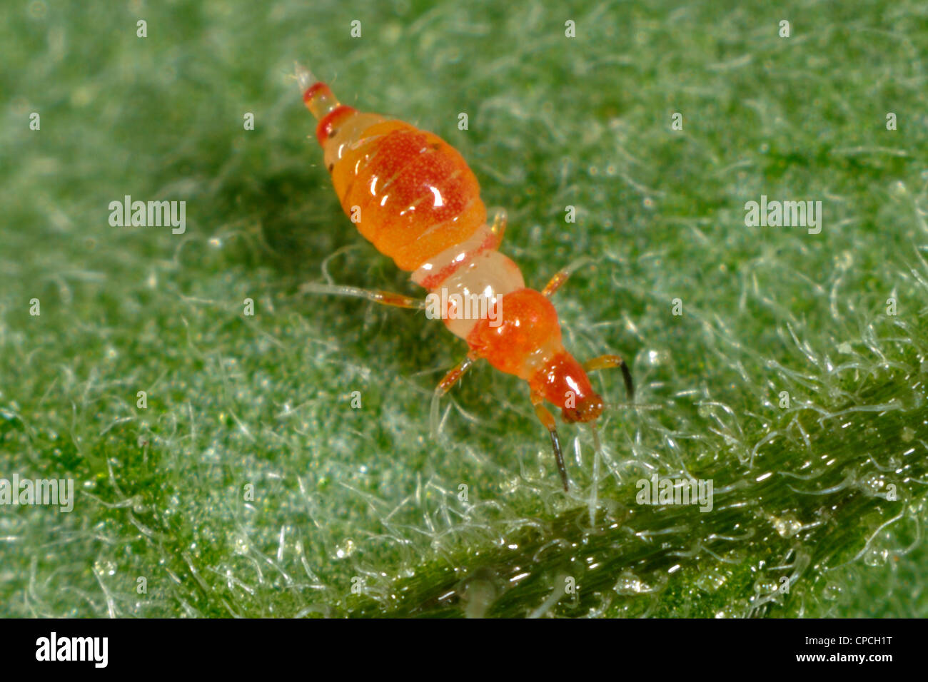 Predatory thrips (Franklinothrips vespiformis) larva Stock Photo