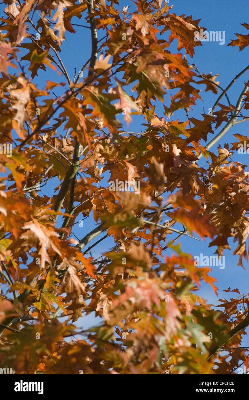 Leaves blowing in the wind autumn hires stock photography and images Alamy