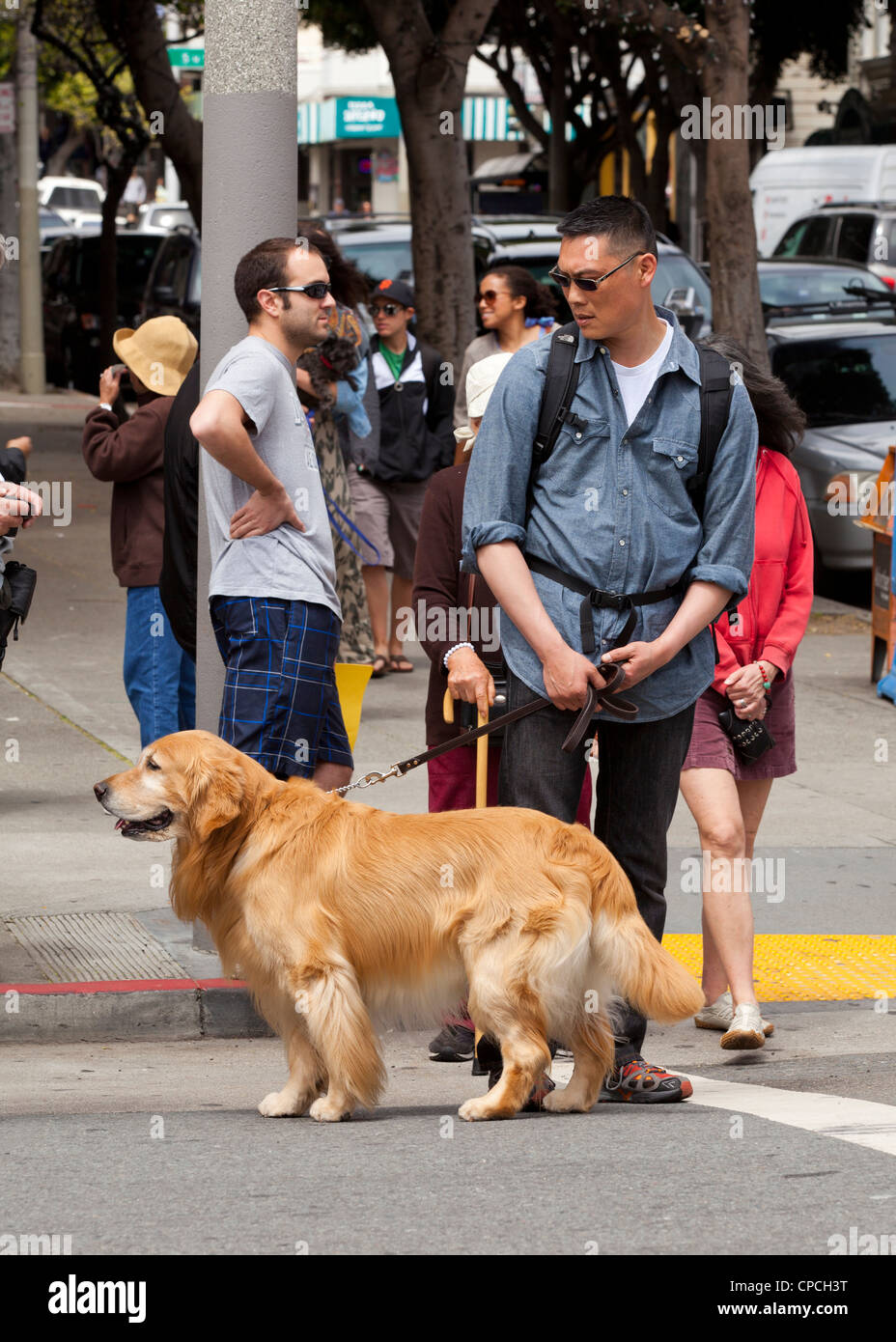 An Asian man standing with a golden retriever at a crosswalk Stock Photo