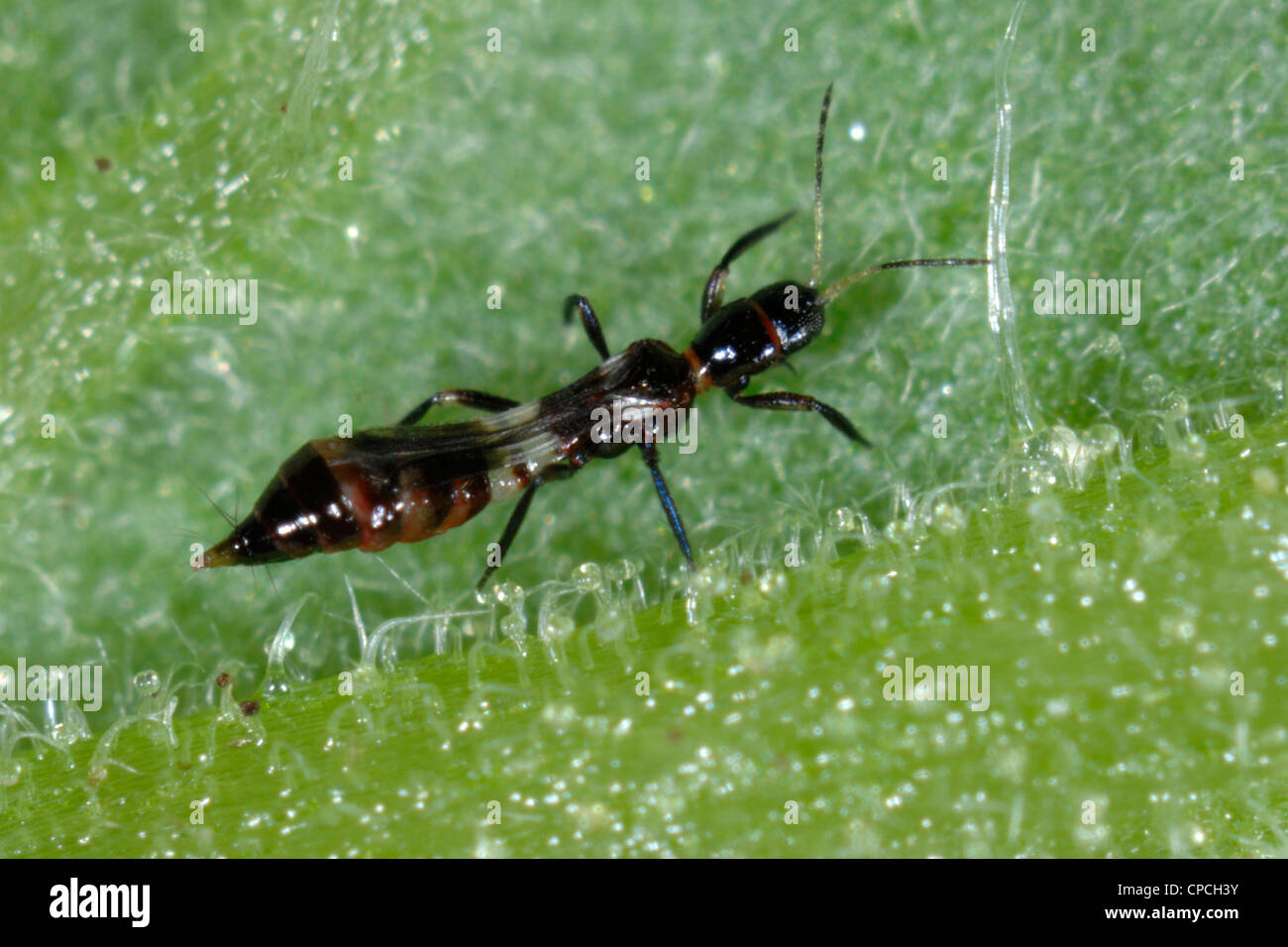 Predatory thrips (Franklinothrips vespiformis) adult Stock Photo Alamy