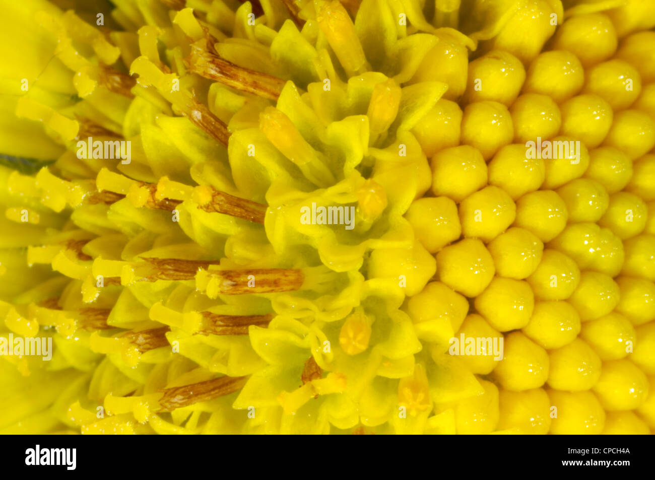 Leopards bane (Doronicum) open and closed disc florets in a composite flower Stock Photo