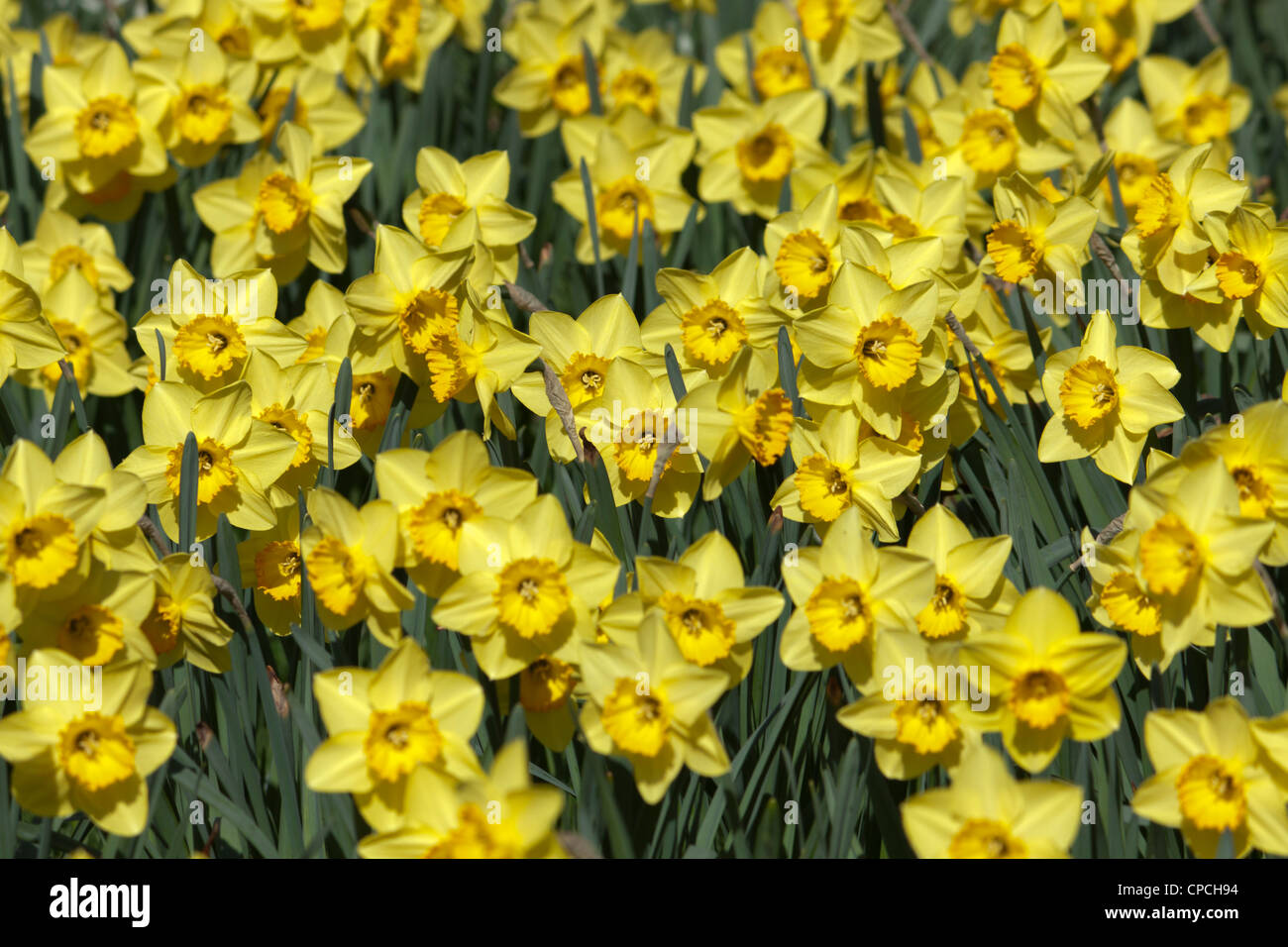 Profusion of yellow narcissus Stock Photo