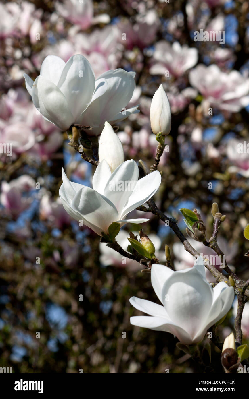 White Magnolias in full bloom Stock Photo - Alamy