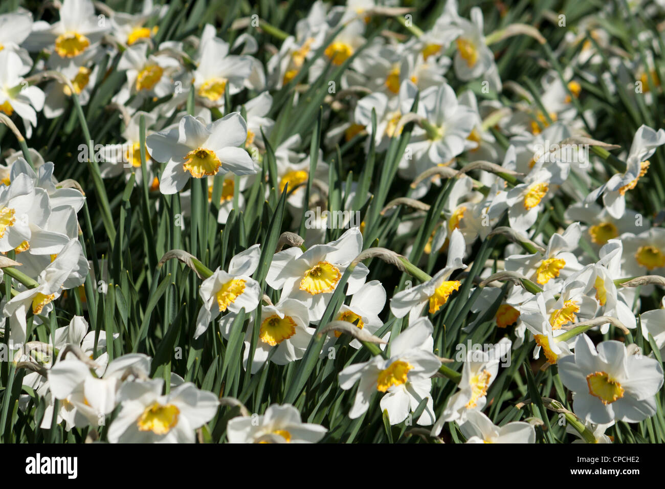 Profusion of White Narcissus Stock Photo